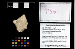 Foto (Objekt + Etikett) von Pithonoton marginatum (von Meyer, 1842)  (NHMW-GEO-2014-0194-0890)